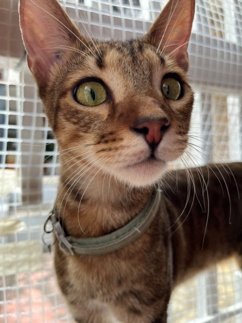 Milo