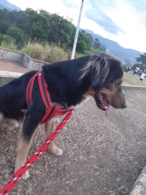 Cooki