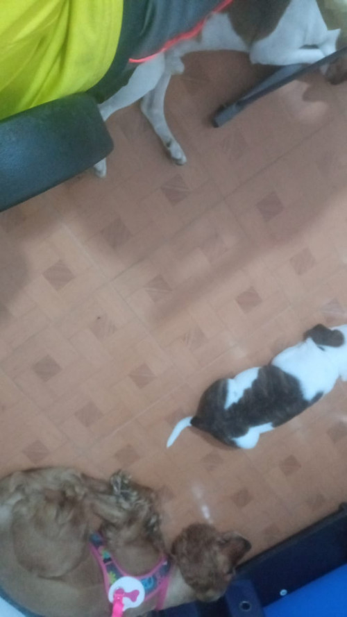 Igor