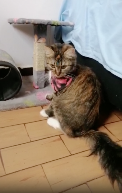 Atenea