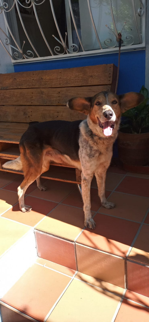 Manchas