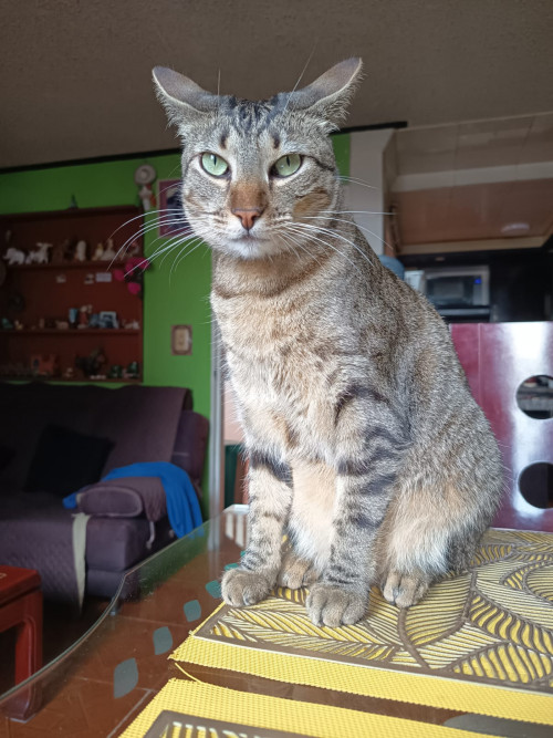 Estrella