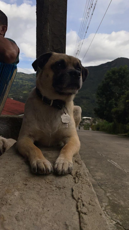 Tobias
