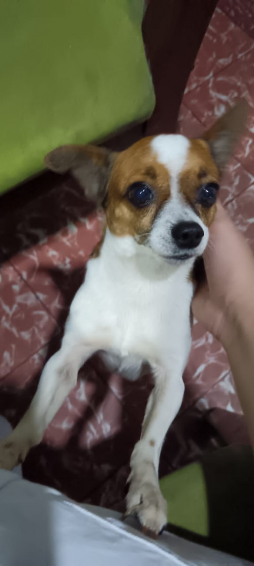 Maximiliano O Canchis