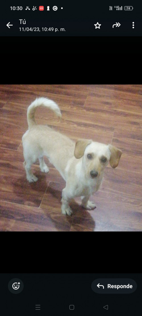 Cóndor