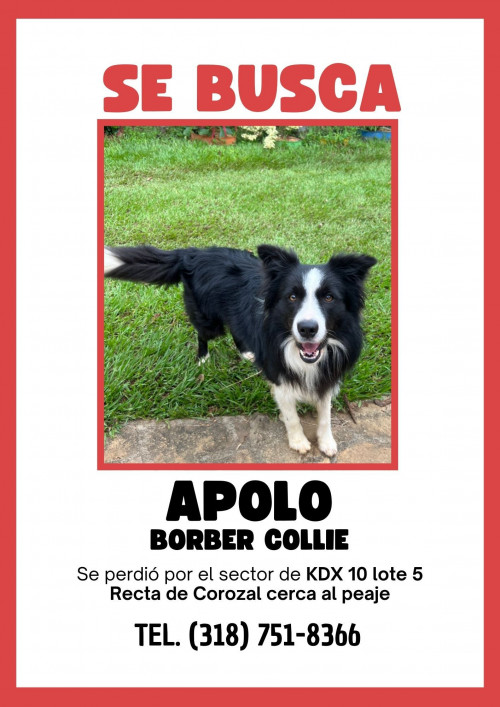 Apolo