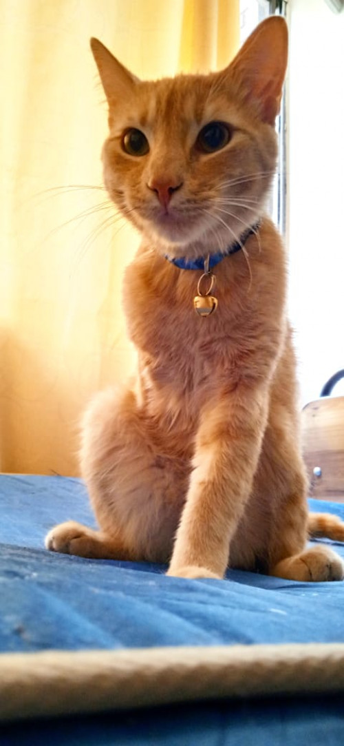 Simba
