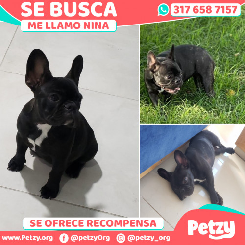 Foto de mascota Nina