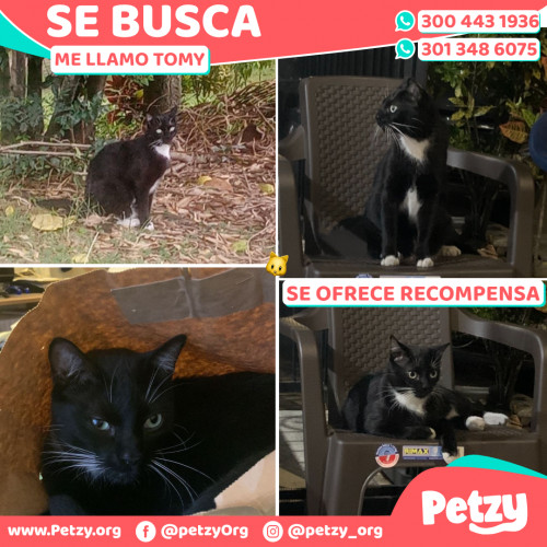 Foto de mascota Tomy