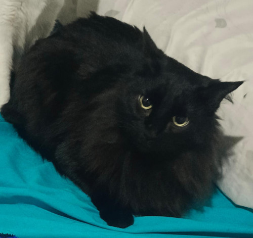 Salem