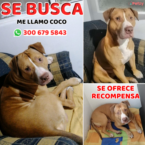 Foto de mascota Coco