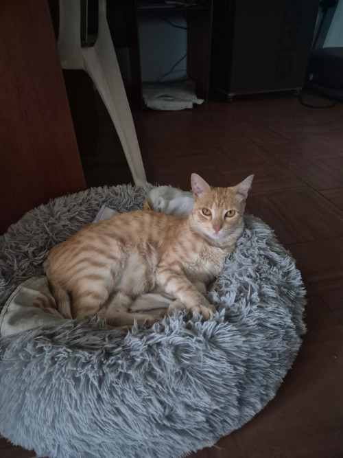 Manolo