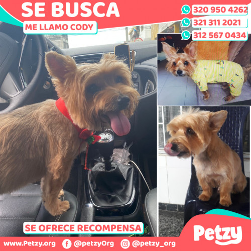 Foto de mascota Cody 