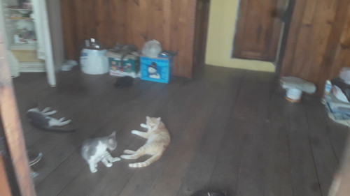 Beta, Salomon Y Amadeus