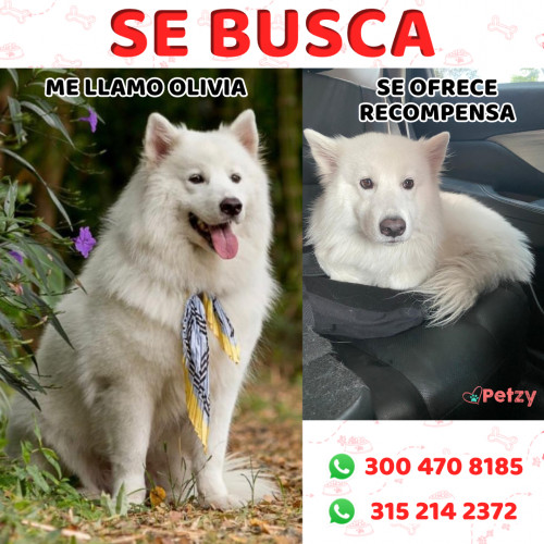 Foto de mascota Olivia