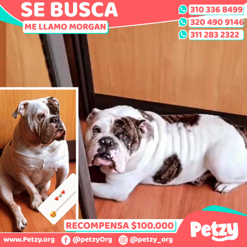 Foto de mascota Morgan