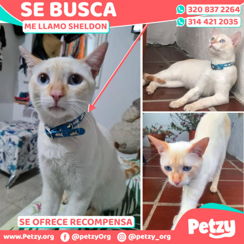 Foto de mascota Sheldon