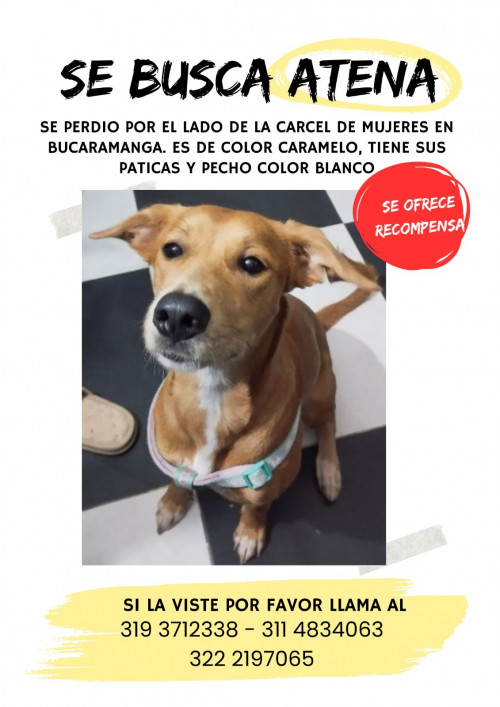 Atena