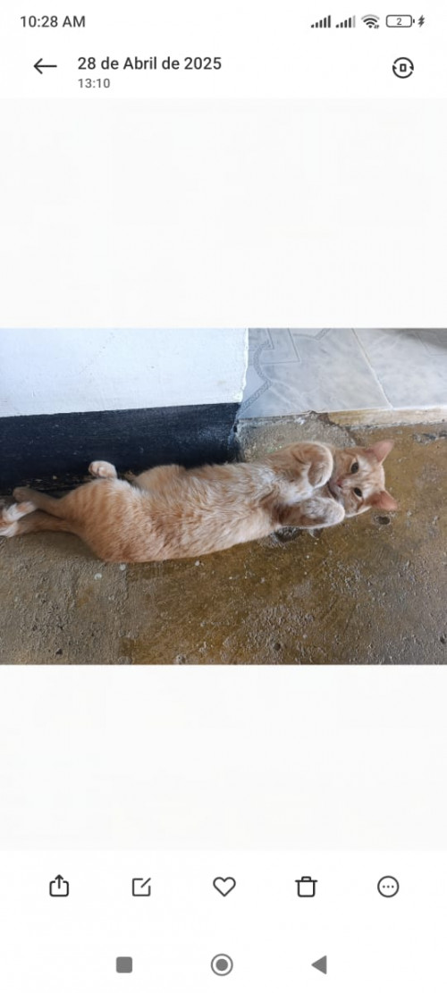 Garfield