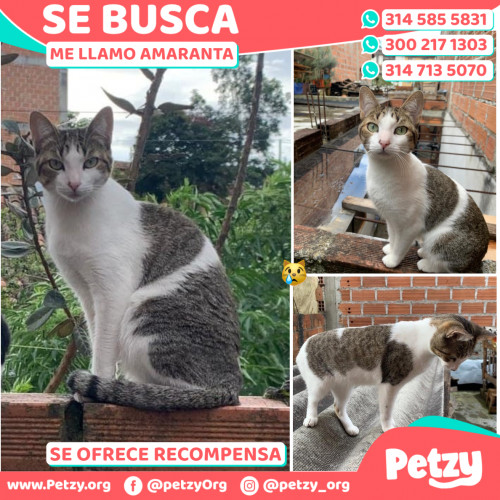 Foto de mascota Amaranta