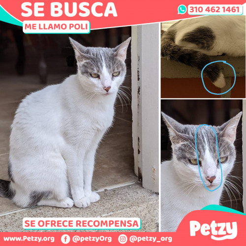 Foto de mascota Poli