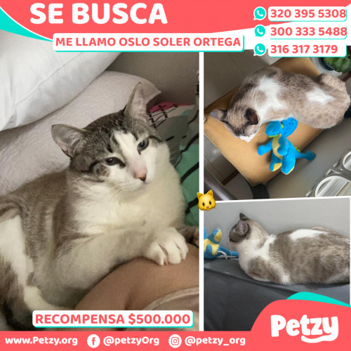 Foto de mascota Oslo Soler Ortega