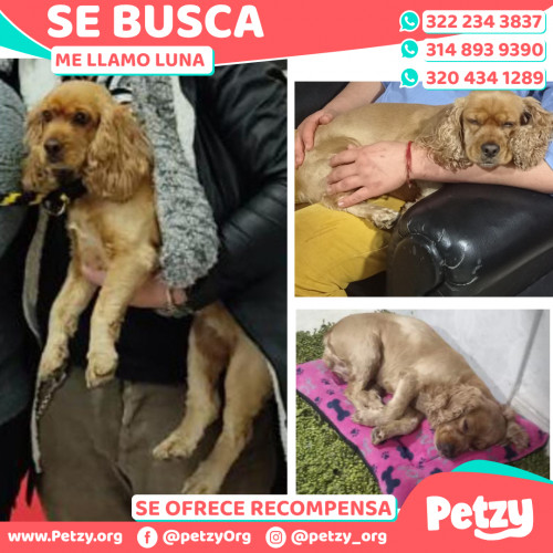 Foto de mascota Luna 