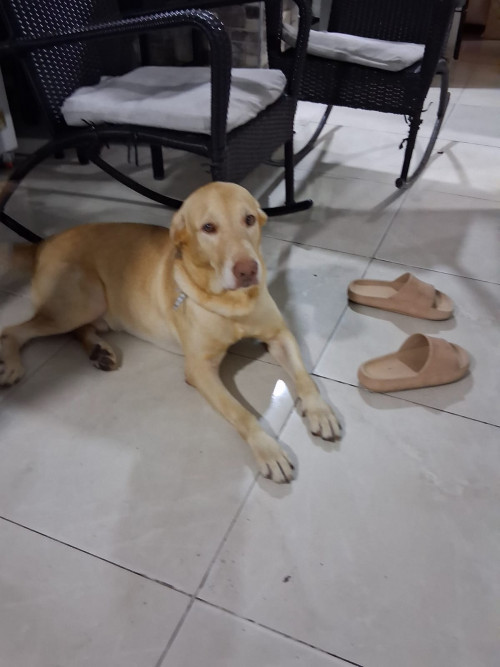 Zeus