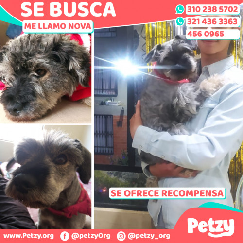 Foto de mascota Nova