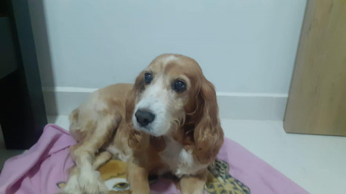 Manuela