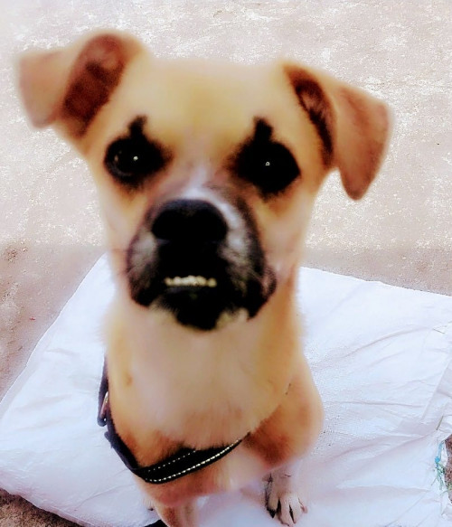 Demetrio