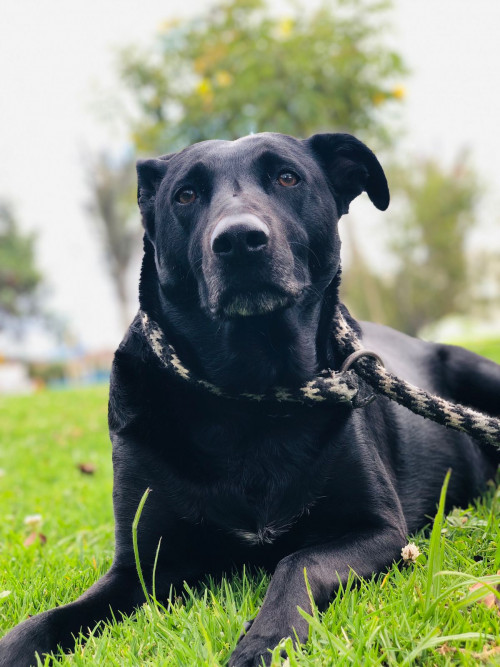 Negra