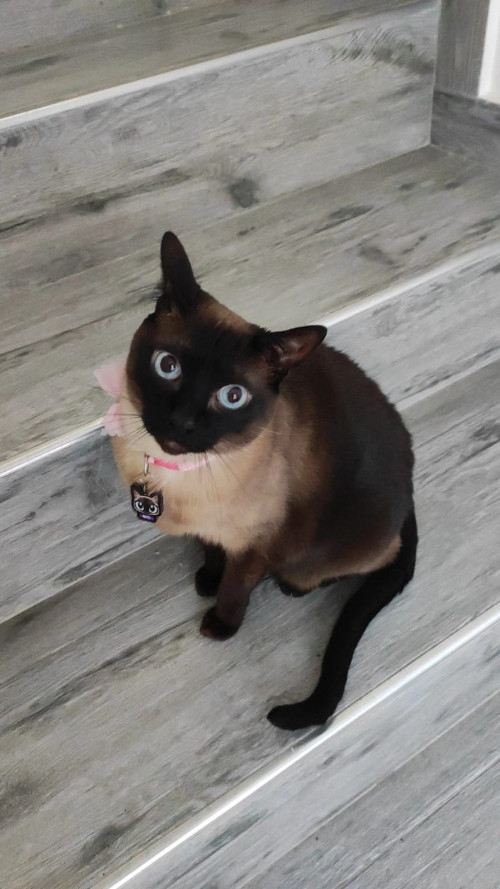 Rutti
