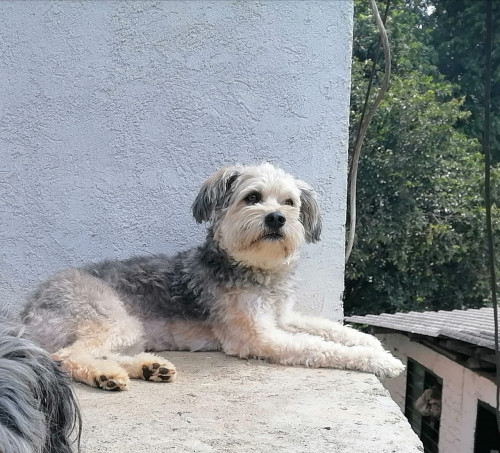 Teo