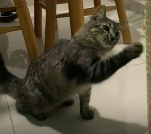 Titi