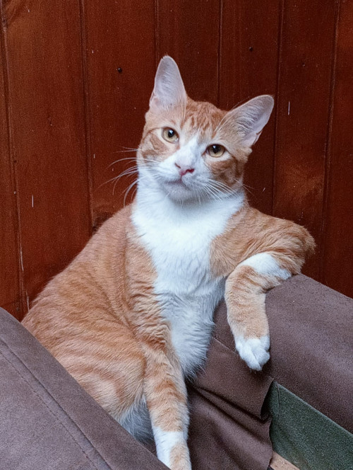 Boris