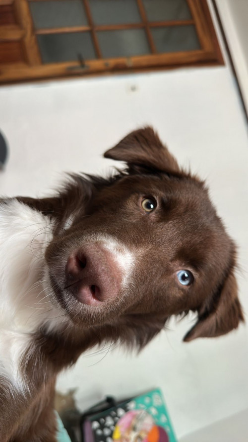 Milo