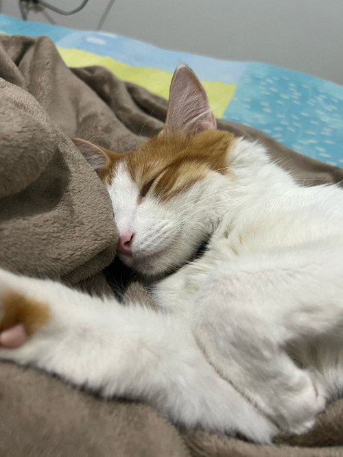 Simba