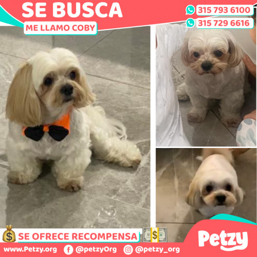 Foto de mascota Coby