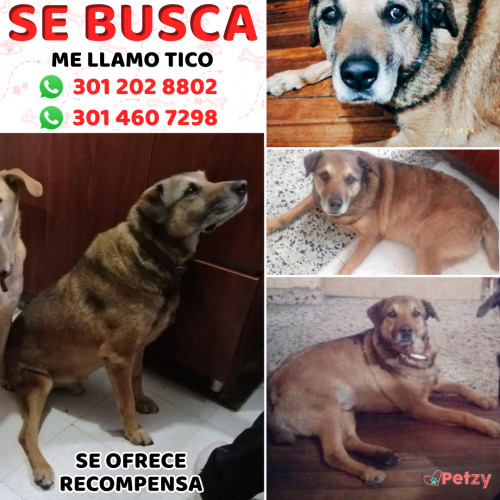 Foto de mascota Tico