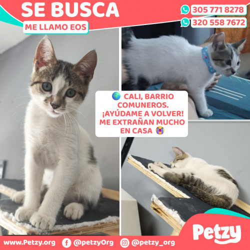 Foto de mascota Eos