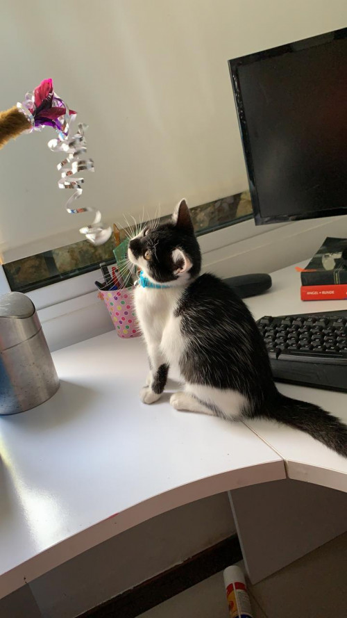 Lulu