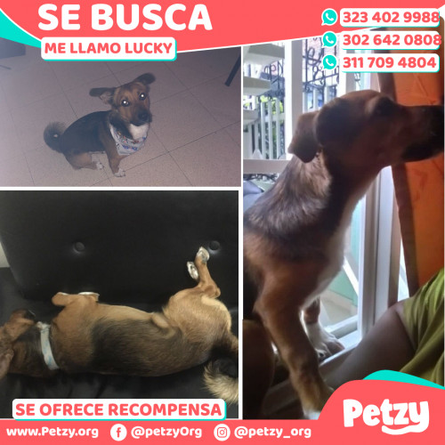 Foto de mascota Lucky