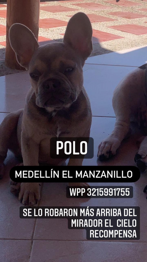 Polo 