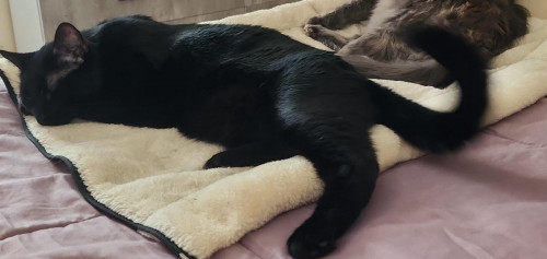 Kuko