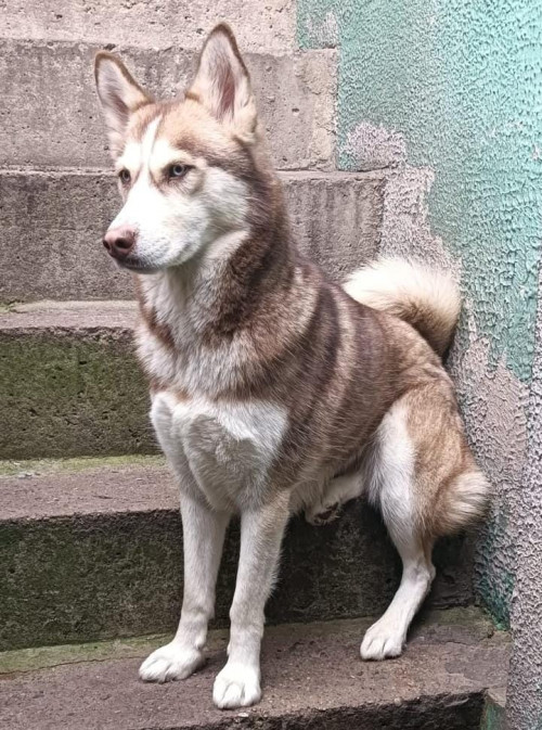 Alazka