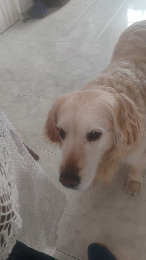 Malú