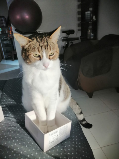 Michi