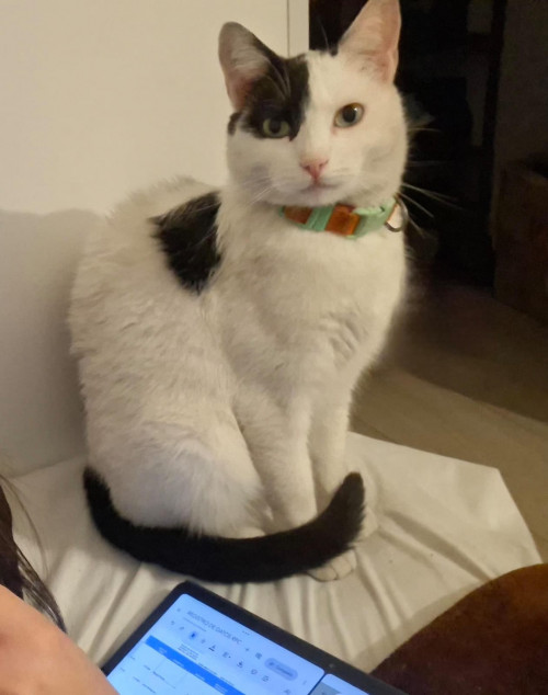 Neko
