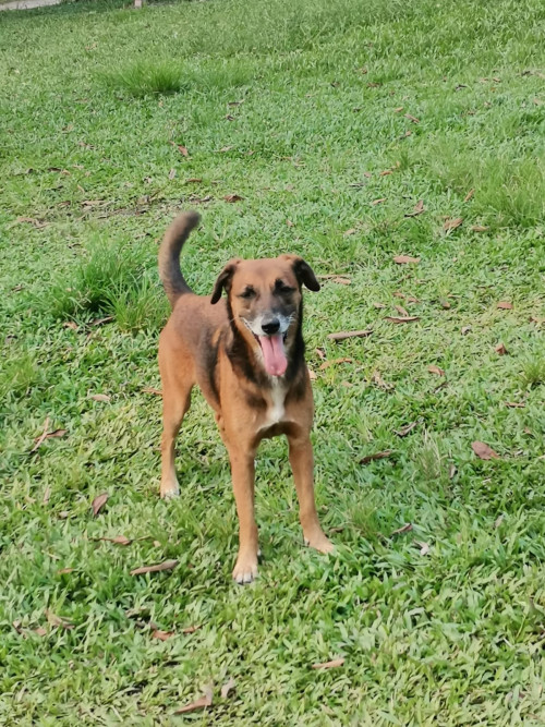 Layka